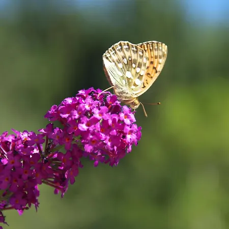 Schneerose - - Premium Card Im Sommer Appartement Wildschoenau